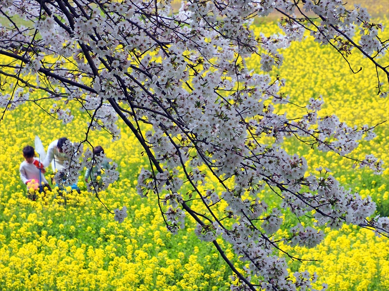 1054 水城跡_福岡県