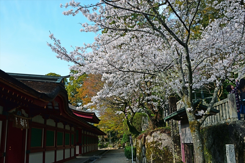 1032 大宰府天満宮_福岡県