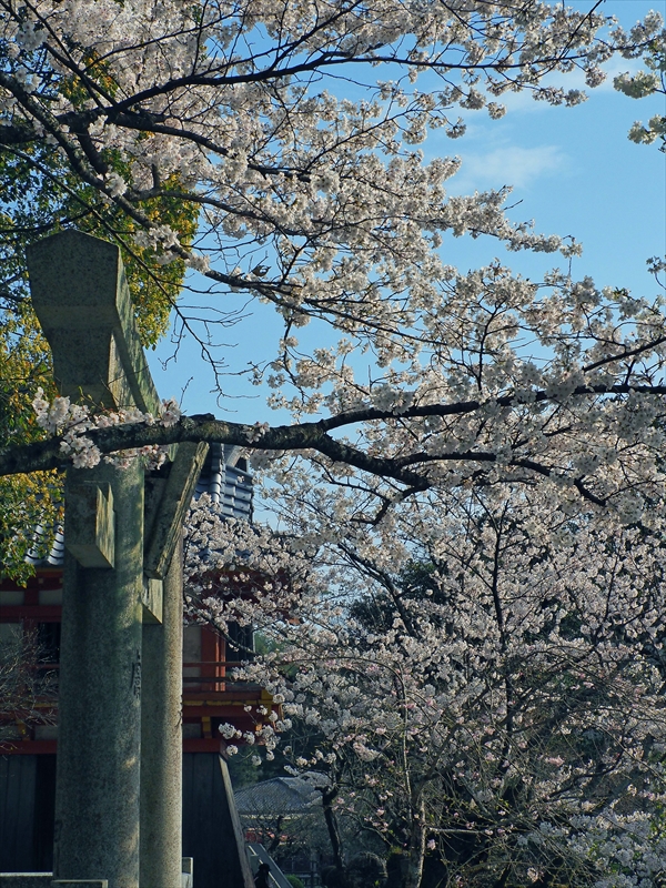 1033 大宰府天満宮_福岡県