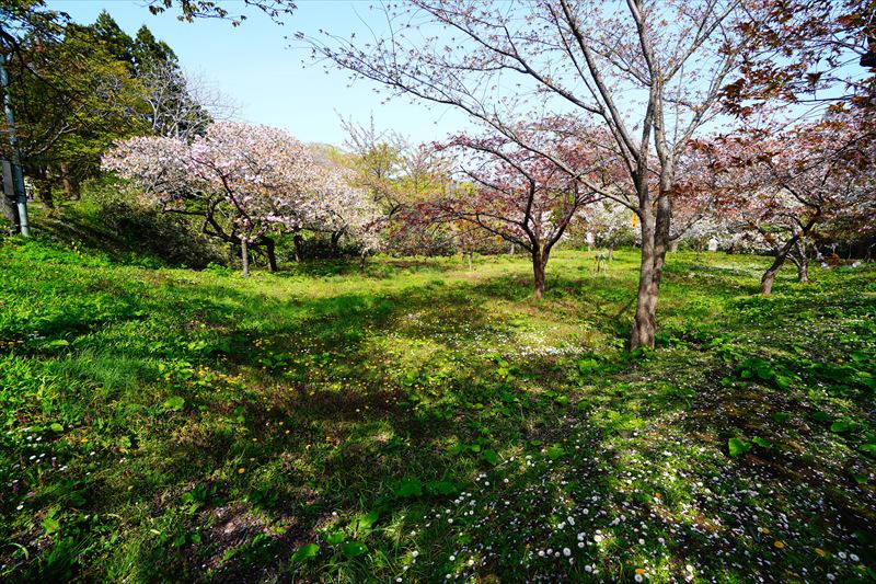 1004 松前公園_北海道