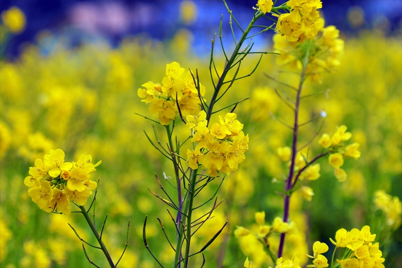 1026 元気な百姓達の菜の花畑（南伊豆_静岡県