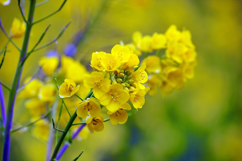 1027 元気な百姓達の菜の花畑（南伊豆_静岡県