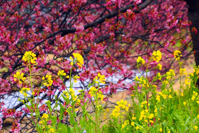 1039 青野川（南伊豆町）_静岡県