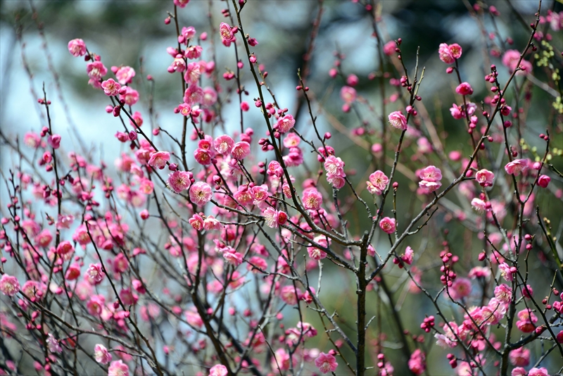 1145 大倉山公園_神奈川県