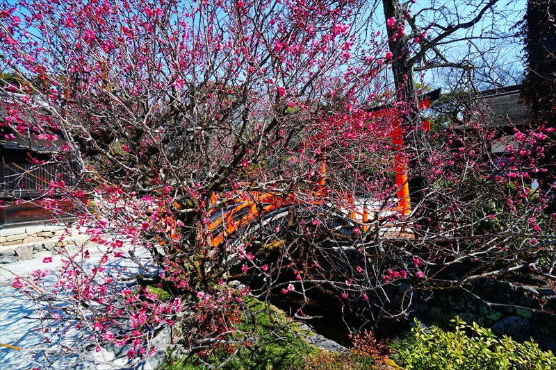 1015 洛北 賀茂御祖神社（下鴨神社）_京都府