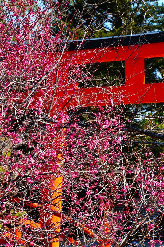 1016 洛北 賀茂御祖神社（下鴨神社）_京都府