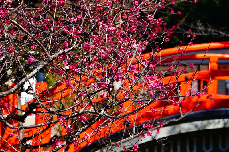 1017 洛北 賀茂御祖神社（下鴨神社）_京都府