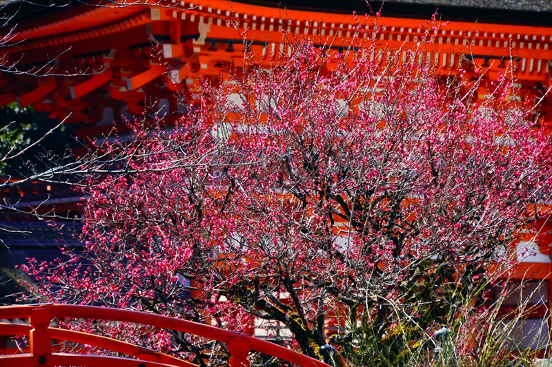 1018 洛北 賀茂御祖神社（下鴨神社）_京都府