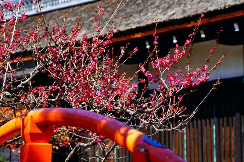 1020 洛北 賀茂御祖神社（下鴨神社）_京都府