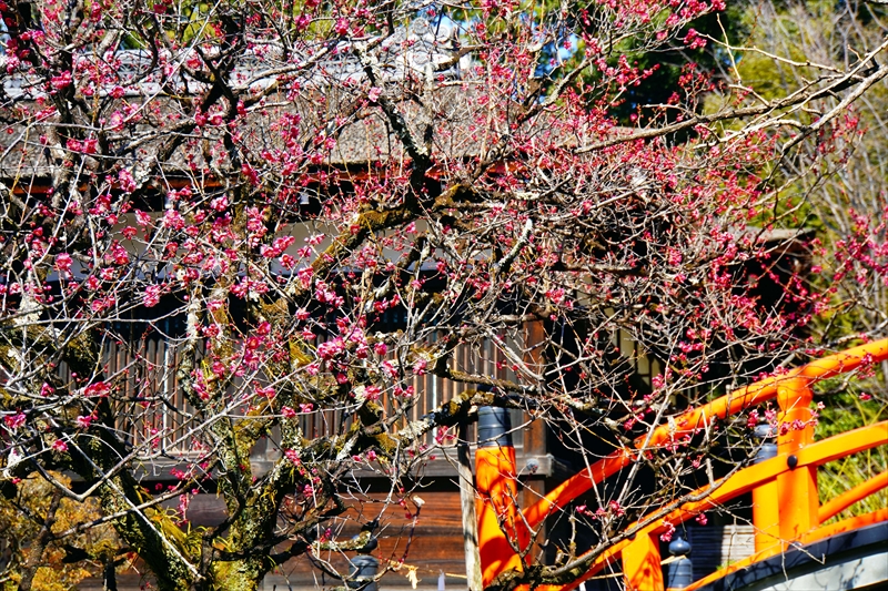 1023 洛北 賀茂御祖神社（下鴨神社）_京都府