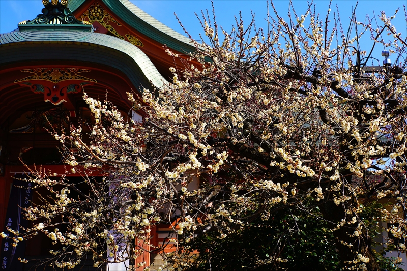 1113 洛中 北野天満宮_京都府