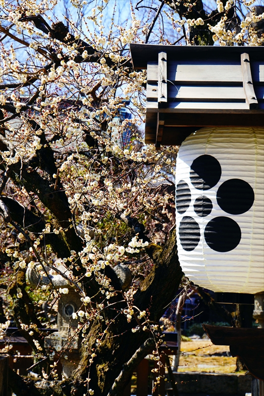 1117 洛中 北野天満宮_京都府