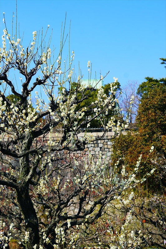 1004 大阪城公園_大阪府