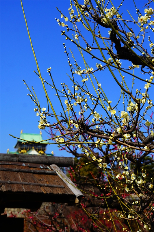 1014 大阪城公園_大阪府