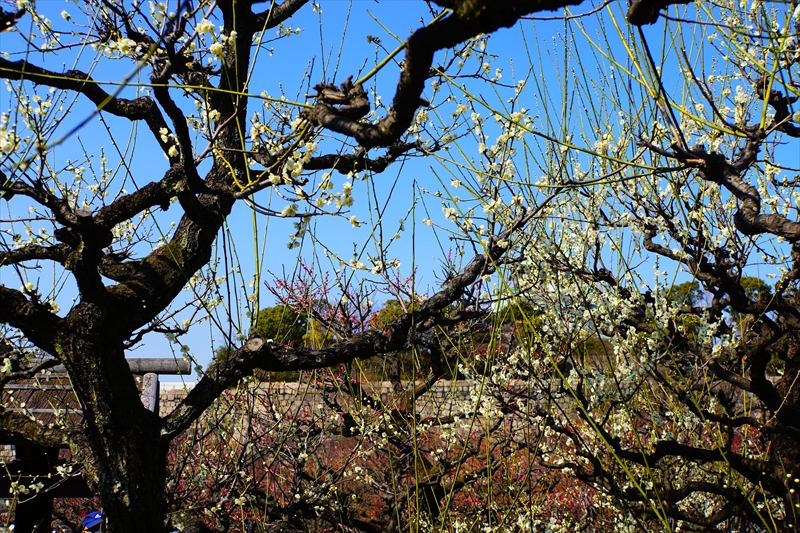 1017 大阪城公園_大阪府