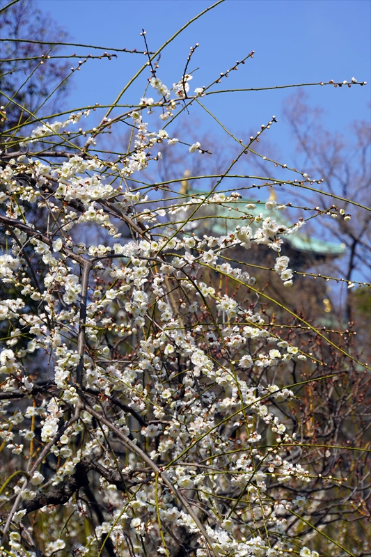 1026 大阪城公園_大阪府