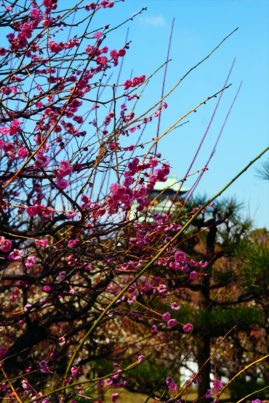 1030 大阪城公園_大阪府