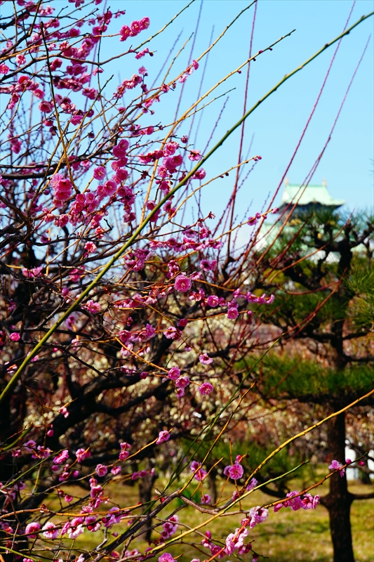 1031 大阪城公園_大阪府