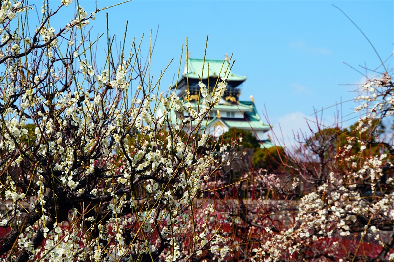 1032 大阪城公園_大阪府