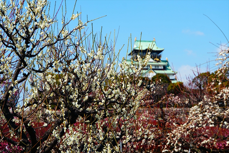 1033 大阪城公園_大阪府