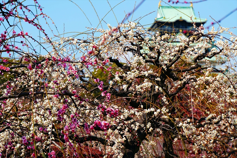 1035 大阪城公園_大阪府