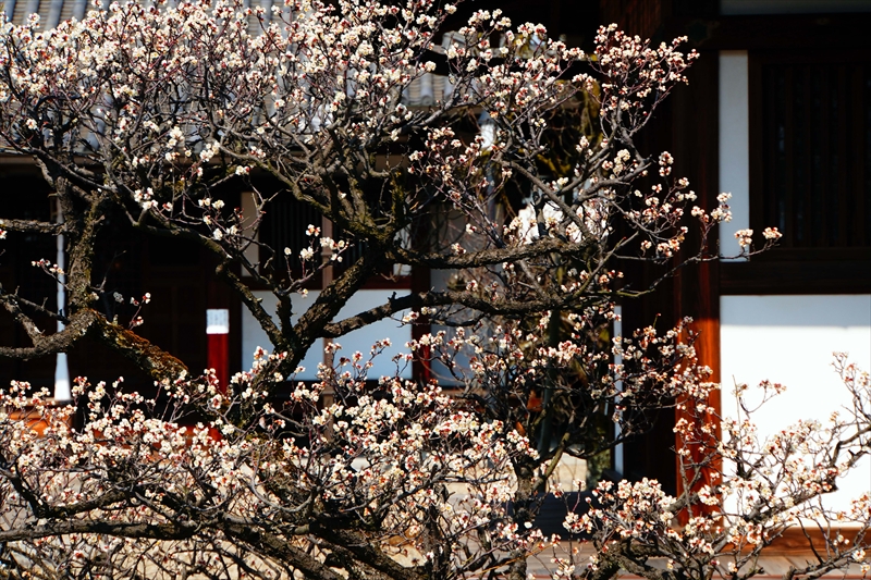 1048 道明寺天満宮）_大阪府