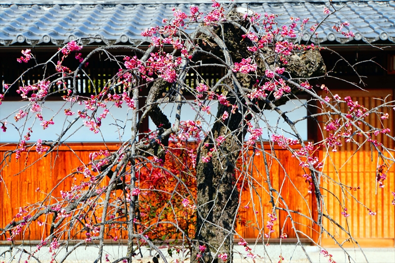 1050 道明寺天満宮）_大阪府