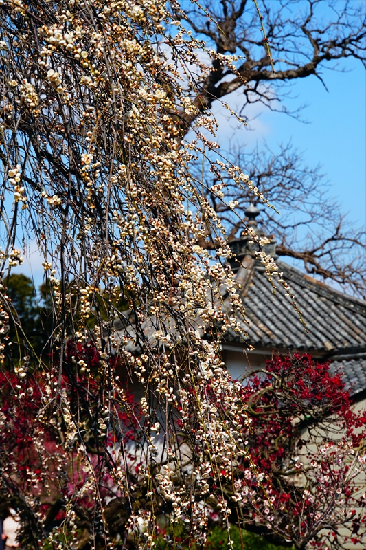 1060 道明寺天満宮）_大阪府