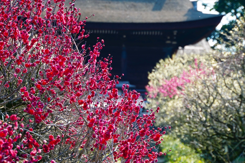 1063 道明寺天満宮）_大阪府