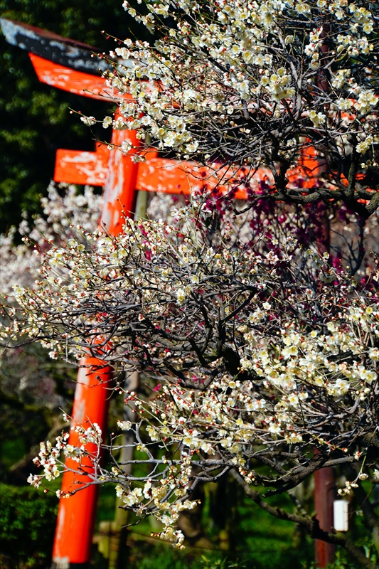 1067 道明寺天満宮）_大阪府