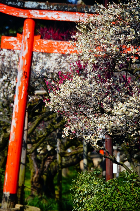 1069 道明寺天満宮）_大阪府