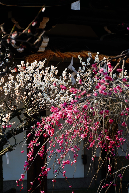 1071 道明寺天満宮）_大阪府