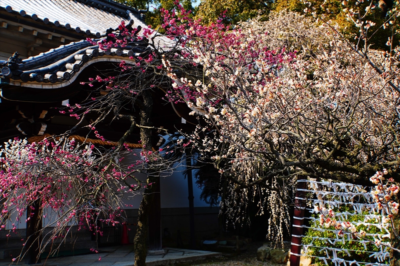 1072 道明寺天満宮）_大阪府