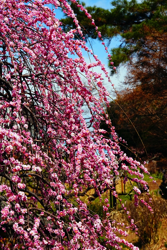 1147 大倉山公園_神奈川県