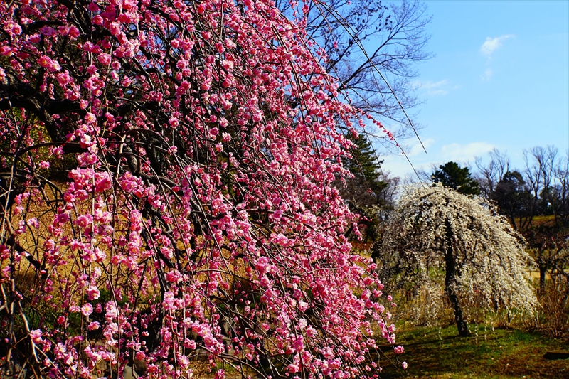 1148 大倉山公園_神奈川県