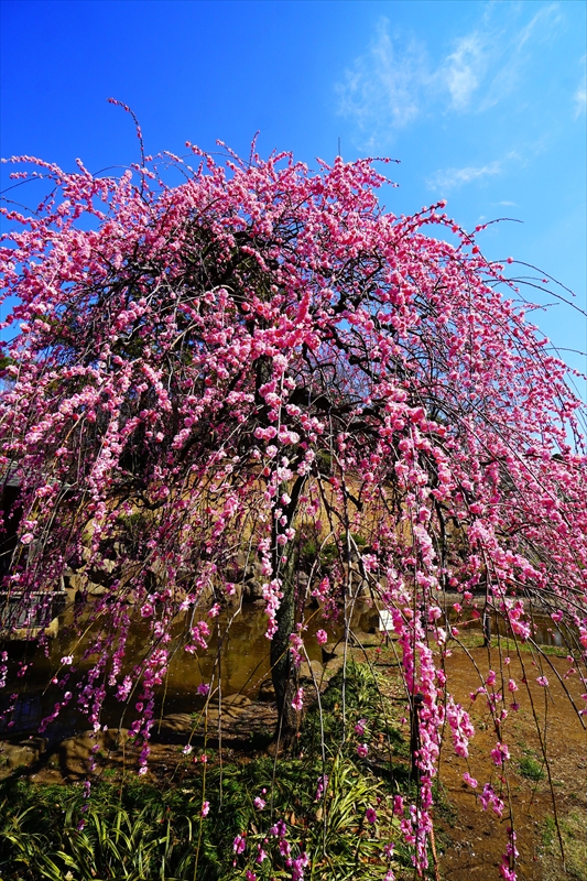 1149 大倉山公園_神奈川県