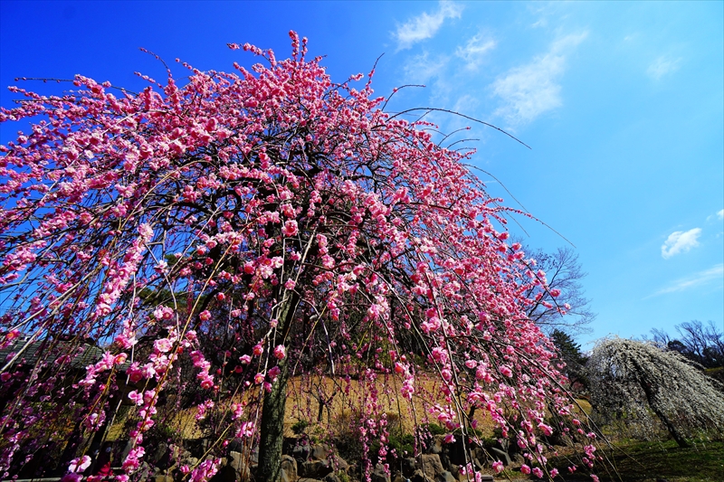 1150 大倉山公園_神奈川県