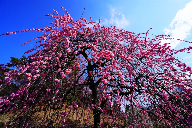 1151 大倉山公園_神奈川県