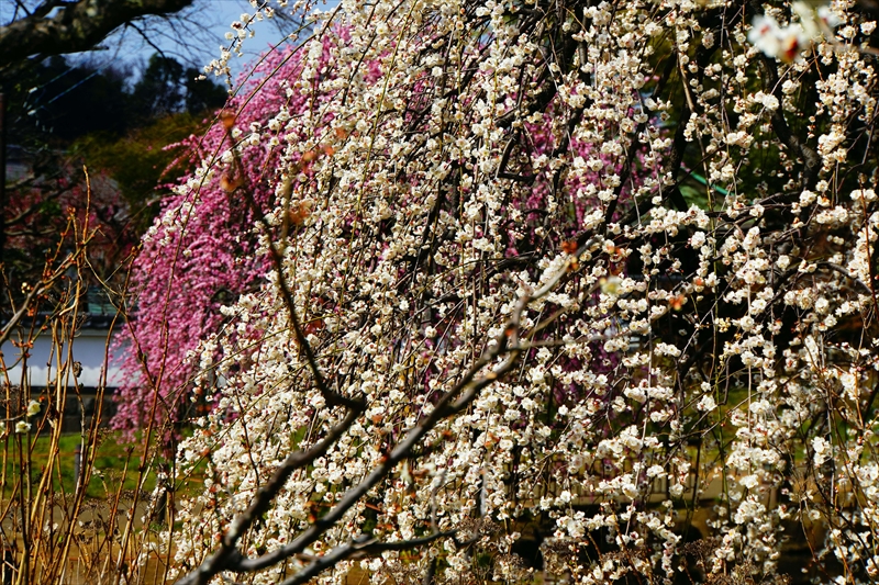 1152 大倉山公園_神奈川県