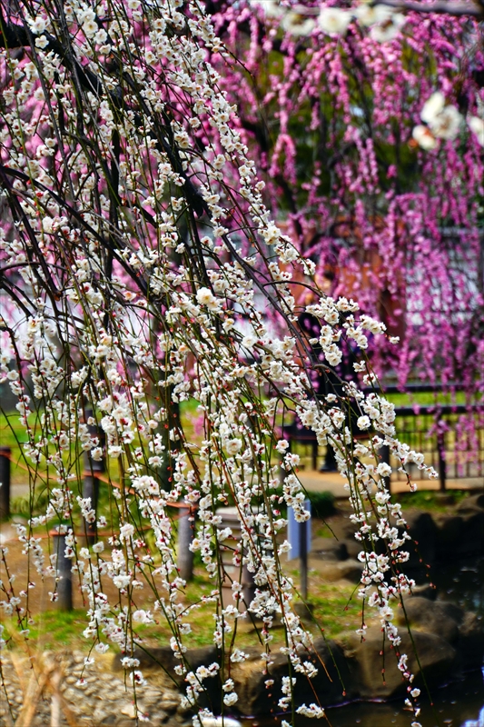 1153 大倉山公園_神奈川県