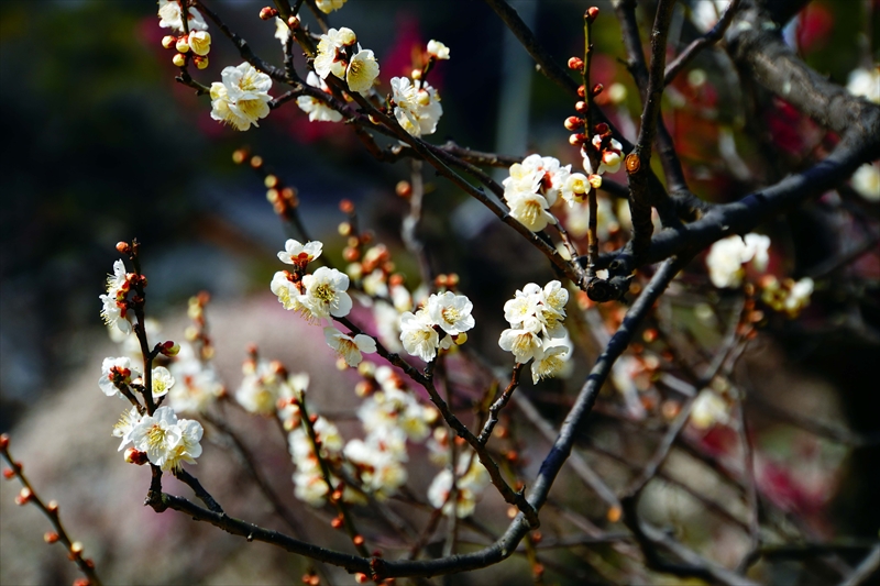 1154 大倉山公園_神奈川県