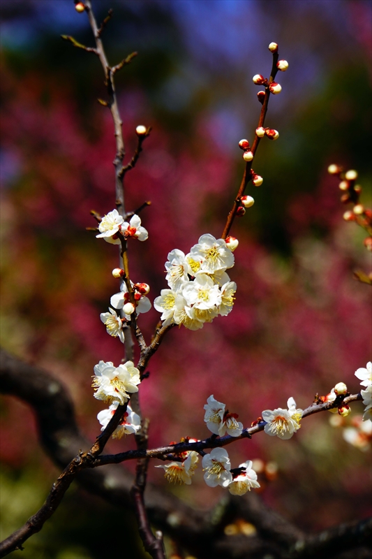 1158 大倉山公園_神奈川県