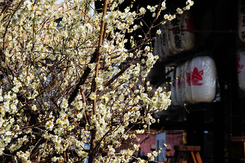 1011 洛中 下御霊神社_京都府