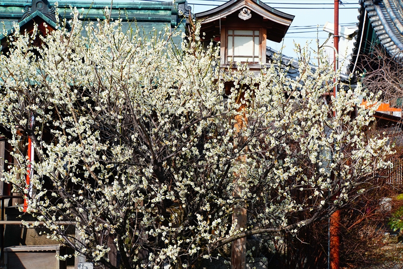 1013 洛中 下御霊神社_京都府