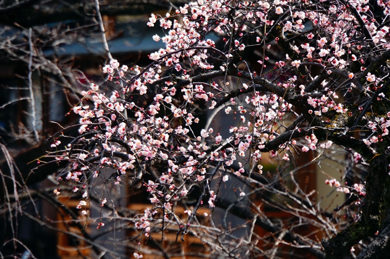 1050 洛東 祇園白川_京都府