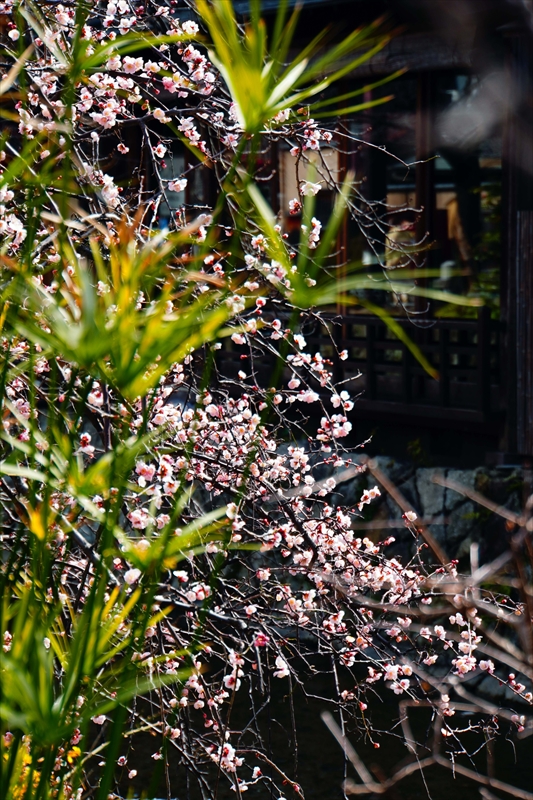 1054 洛東 祇園白川_京都府