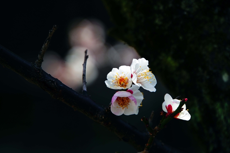 1055 洛東 祇園白川_京都府