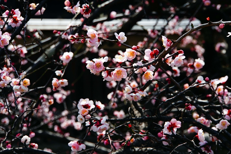 1056 洛東 祇園白川_京都府