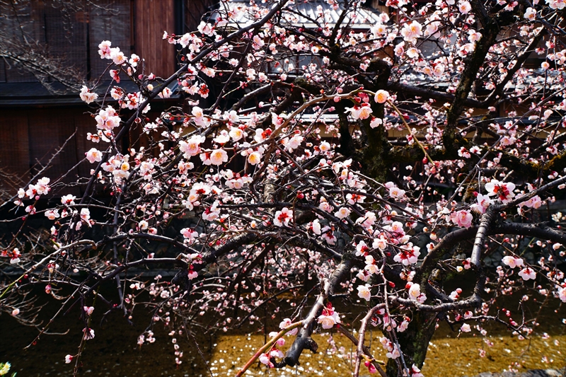 1057 洛東 祇園白川_京都府