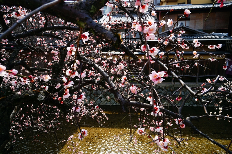 1059 洛東 祇園白川_京都府